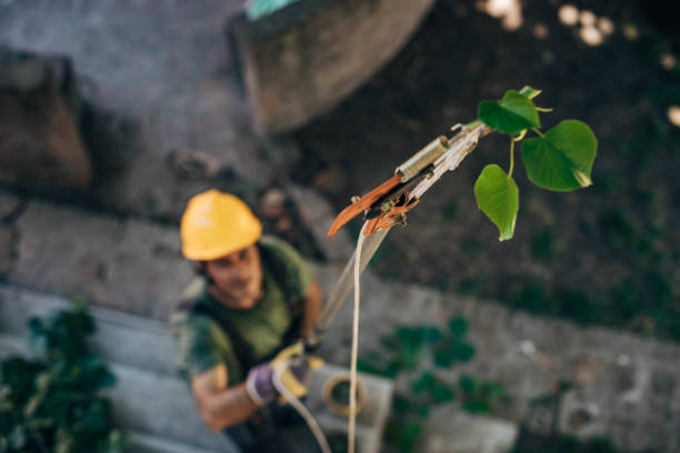 Best Tree Stump Removal  in USA